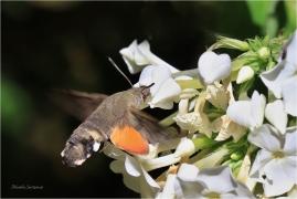 <p>DLOUHOZOBKA SVÍZELOVÁ (Macroglossum stellatarum) Staré Křečany</p>